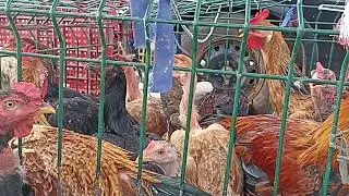 Feira das galinhas em Arapiraca na FUMAGEIRA. Gigante negro da terra, galinha da índia, ganso pato. 