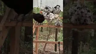 Hatching Chickens from Shipped Eggs! SUCCESS or FAIL?