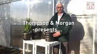 Thompson & Morgan presents the Beehive Planter set.