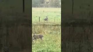 Young Bucks Playfully Spar While Wise Old Buck Watches #cute #nature #wildlife