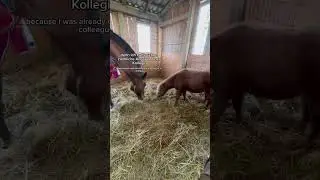 Welche Erfahrung habt ihr gemacht? #offenstall #pferdeamhaus #equestrian #selbstversorger