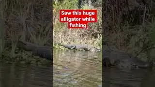 Watch out for the big alligators in Harris Chain of Lakes, FL!