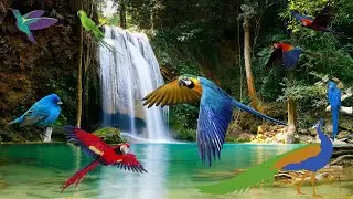 The Birdwatcher's Guide: Exploring the Fascinating World of birds