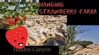 FREE STRAWBERRY PICKING | Riyadh Tour Series E1 | Hanging Strawberry Farm | Hidden Canyon