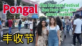 Pongal Days   The Harvest Festival  1月14日