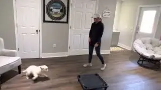 Blue Training 10 weeks old ￼