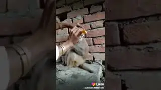 #monkey # nice monkey # funny monkey # monkey style