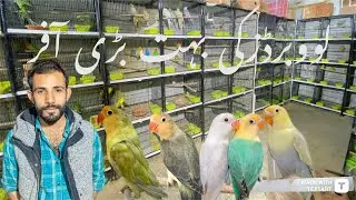 Albino red eyes,par blue pestleino,lovebirds price in itwar bazar Islamabad #albino #lovebirds