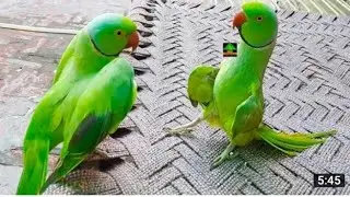 We have all kinds of birds for sale. Contact us  Special talking parrots | Mithu |Green Parrot Sale|