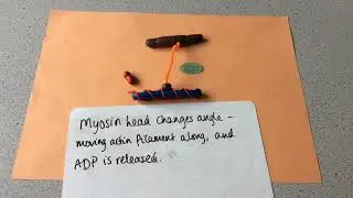 KS5-ALEVEL-Biology-Neuronal communication- Muscle contraction-Sliding filament theory -step by step