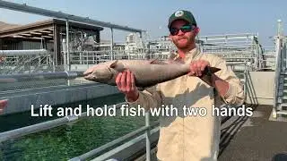 King of the Reach Derby - Proper fish handling