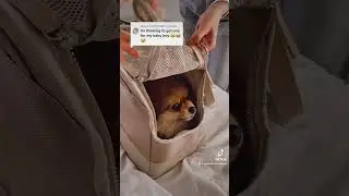 dog bag for small dogs