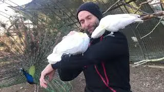 To kakaduer med en flot p&aring;fugl i baggrunden hos Monkey World