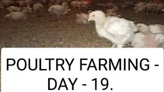 Poultry Farming - Day 19 (official video) #new #poultry #dailyvlog #broiler #poultryfarming #india 