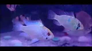 German Ram Fish