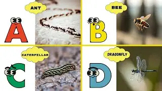 Insects Alphabet Song 🐜🐝 | ABC Learning Song for Toddlers | Energypac Kids TV