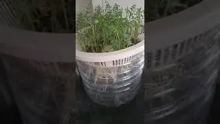 gram plants grow in.water