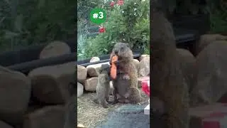 A Mother&rsquo;s Love. The Chunks Greatest Moments #3 #shorts