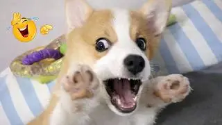 New FUNNY DOGS That Will Make You Laugh To Tears 😂🐕 Best Funny Dog Compilation 2026