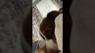 Big Snoot