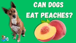 Can Your Doggie Eat Peaches - Healthy or Dangerous?