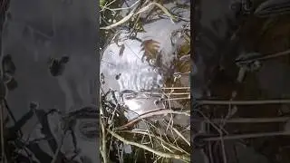 BIKIN NAGIH!!! Beginilah yang bikin ketagihan saat mancing belut &bull; Eel Fishing #shorts