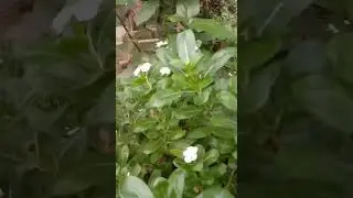 Nayan Tara #flowers #youtubeshorts #nature #yshorts #shorts