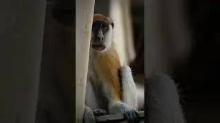 Athletes  of the Animal Kingdom : The patas monkey #animals #wildlife #americanbear