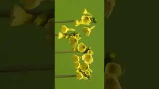 Cowslip flower Primula veris