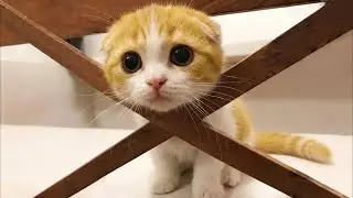 Невозможно не смеяться 😝 Новые смешные кошки и собаки 2026 😂 Часть 2