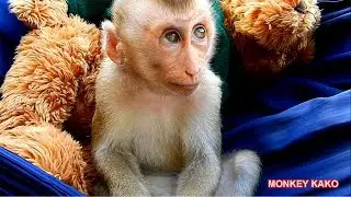 Adorable Monkey!! Baby KAKO Play Bear On Hammock After Launch Time