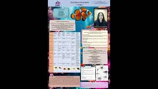 Occellaris Clownfish - Nemo Fish