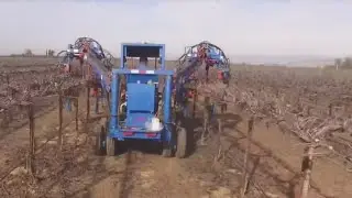 Grape Picking Robots On Vineyards