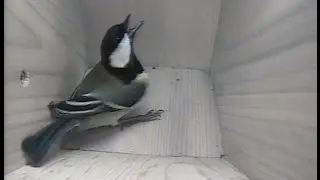 Great Tit Nest Box Visit 11th Jan