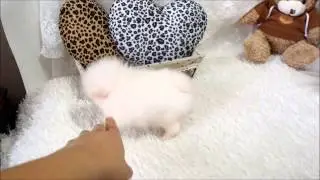 Micro Tiny Tot Male White Pom