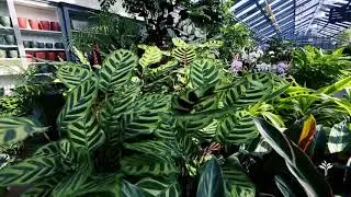 Des plantes tropicales pour une d&eacute;coration d&rsquo;int&eacute;rieur chaleureuse et originale