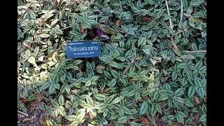 How to make wandering jew bushy? Is wandering jew toxic to cats/dogs? How to pinch wandering jew?
