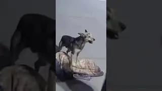 Dogs are mora loyal than humans&hearts;️🐕👍#dog#streetdog#doglove#love#doglife#loyalty#likeandsubscribe#shot