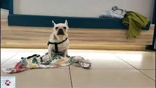 Realising that my dog is getting old