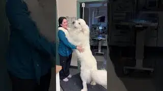 Funny Great Pyrenees 🐶🤣#funny #funnyvideos #pets #fyp #dog #dogs #funnydog #lovedogs