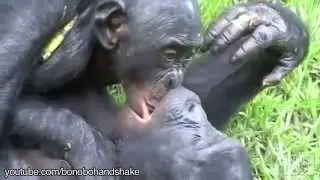 Saruturi intre animale cele mai amuzante saruturi faze tari