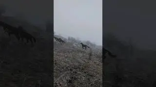 Зимняя Сказка в Кавказских Горах #adventure #horses #travel #vlog #mountains #nature #russia #trip