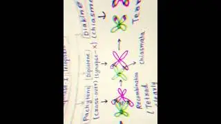 Cell cycle and Division - Mind Map #short notes  #neet2024