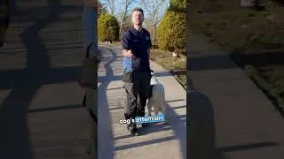 How to deal with off-lead dogs on walks part 1