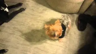 Yorkie best roll over EVER!
