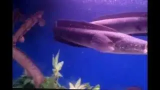 boolz`ahy