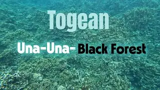 Togean - Una-Una - Black Forest - Aug2025