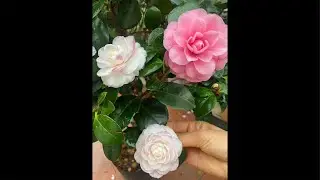 Hoa trà mi chơi tết