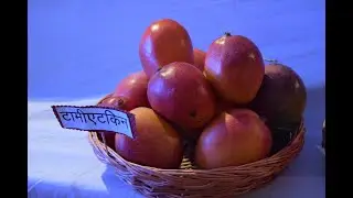 World's Best Mango Varieties | Tommy Atkins | Purple & Red Mango | Mangofeast Orchards | S C Shukla