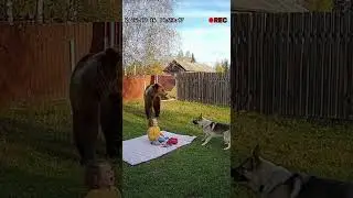 Собака спасла ребенка от медведя! | A dog saved a child from a bear!